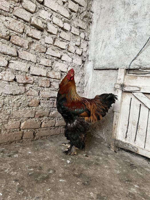 Vand cocos brahma potarnichiu