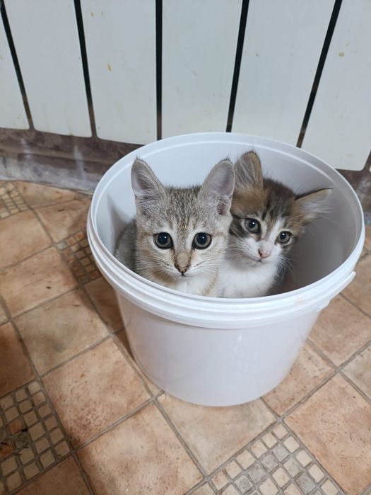 Отдам котят в добрые руки