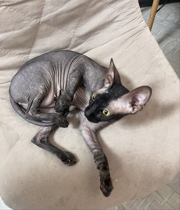 Сфинкс донской кошечка. Вязка