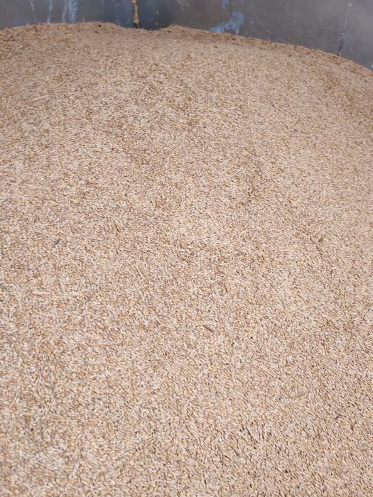 Vând orzoaica de primăvară- C2