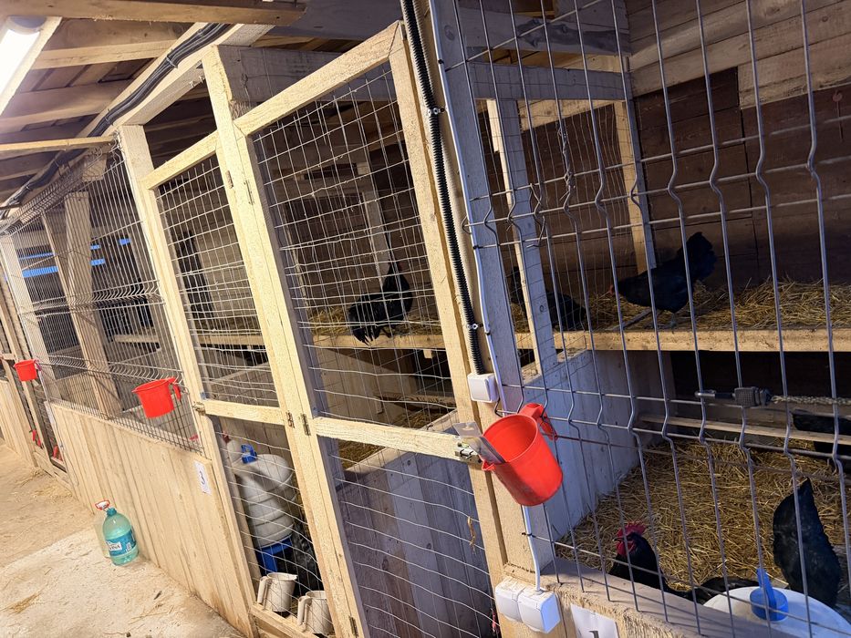 Vand familie 2 gaini si 1 cocos Australorp Negru