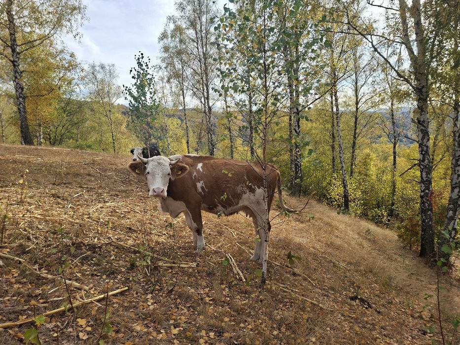Vând vaca de trei ani cu vitel