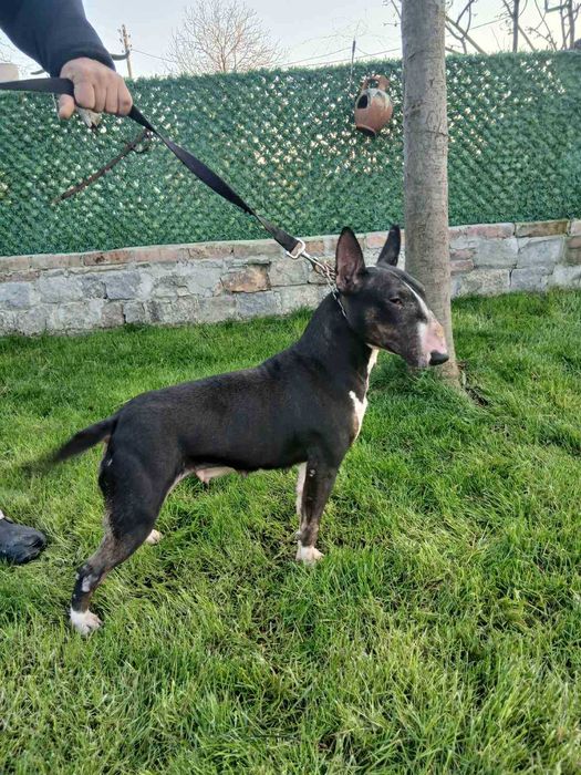 Продавам женска бултериерка