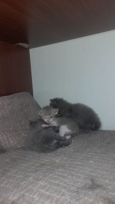 Продаю катят не дорого самие красивиеи не торгуеу позвоните поговариви