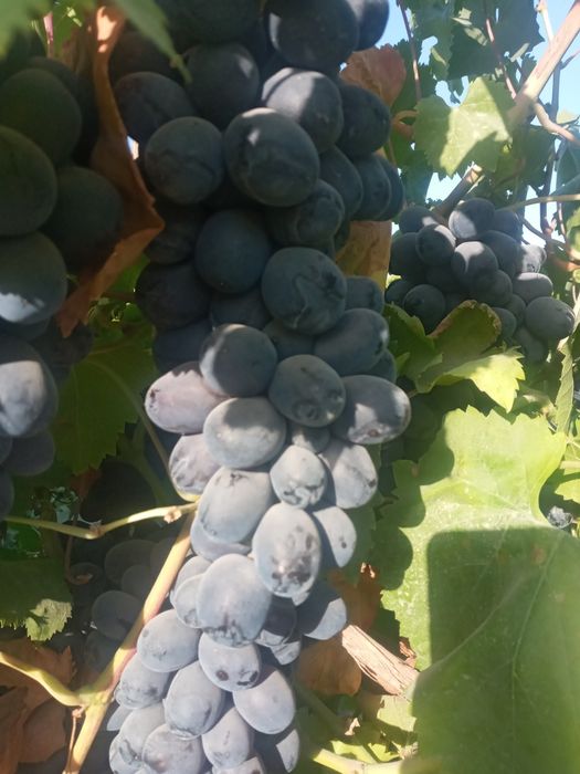 Аватар,хэлоин,маникиюр фингир,сугдиона кучатлари бор 10 000 ,70 000