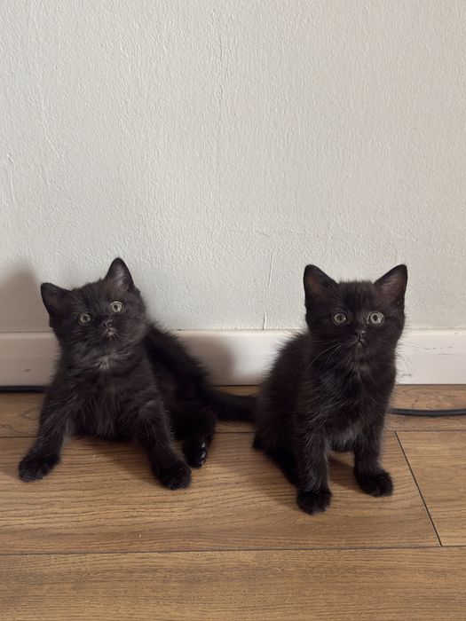 Отдаем котят в добрые руки