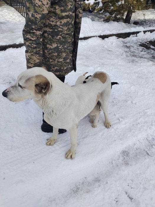 Продам суку алабая