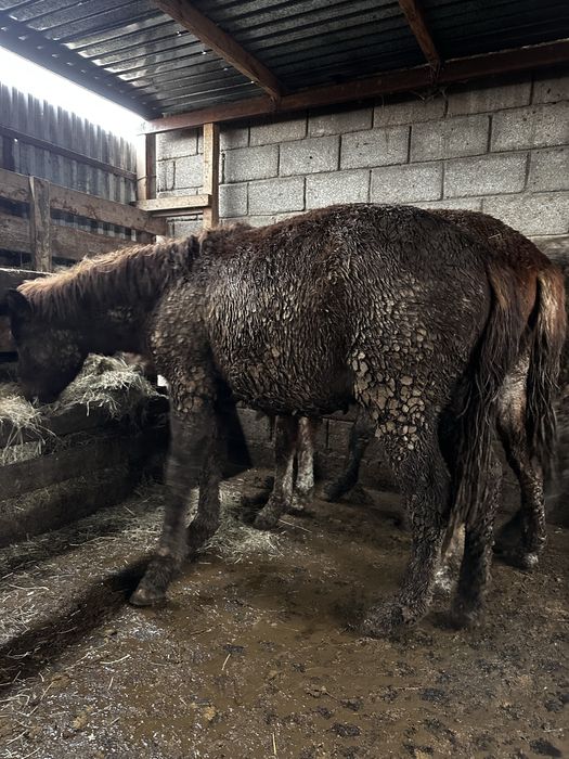 Жеребцы құнан соғым