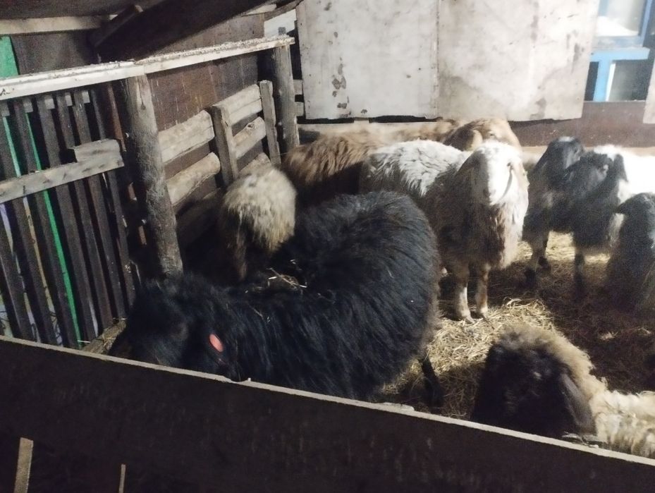 Продам баран или обмен