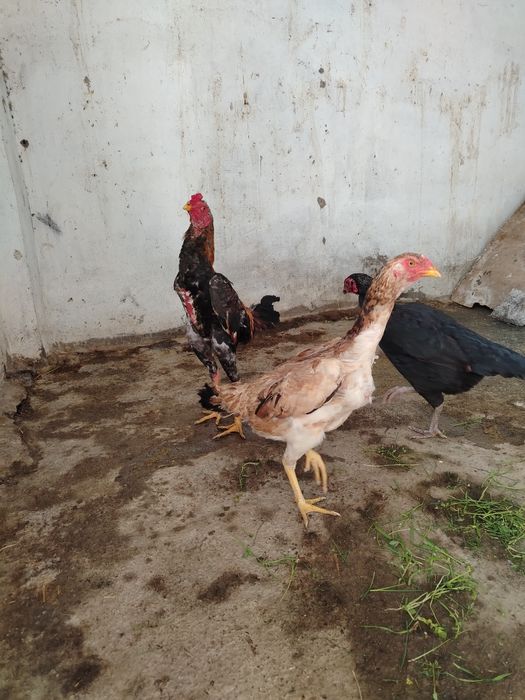 Dakan xo'roz sotiladi