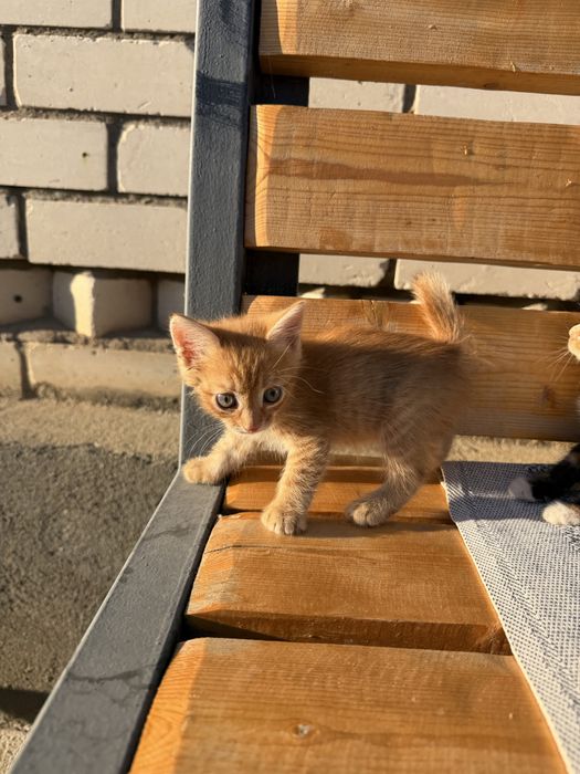 Котята голубоглазые