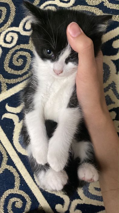 Котенки мальчики в добрые любящие руки