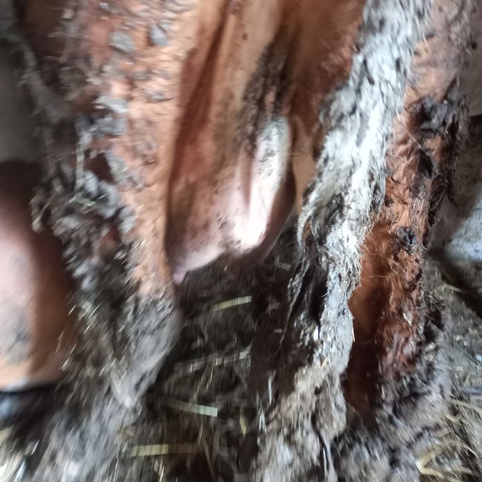 Vaca cu vitel de vanzare