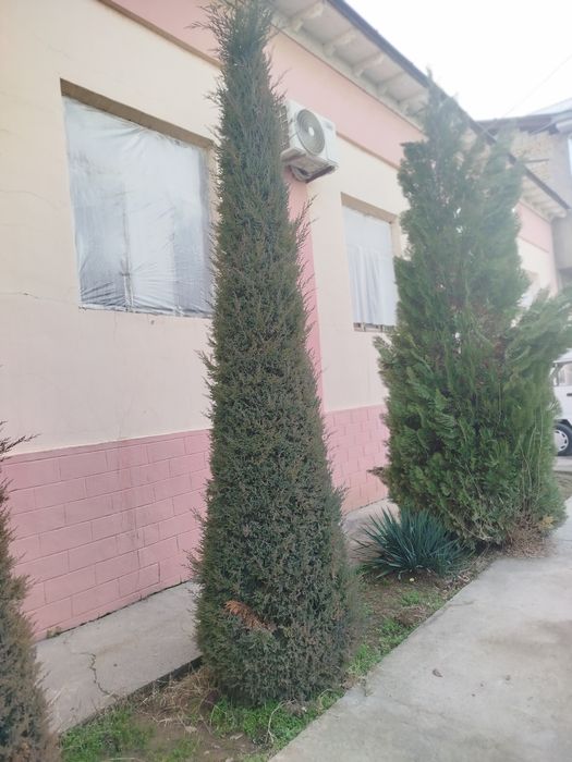 Archa 7 yillik yaxshi zor