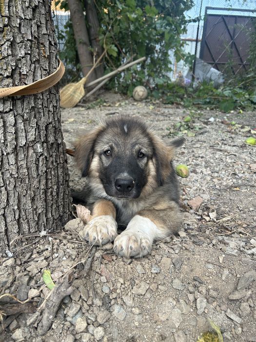 Щенок тобета 7 мес.
