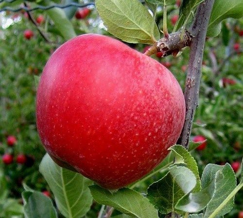 olma gala penklidi kerimson kochatlar