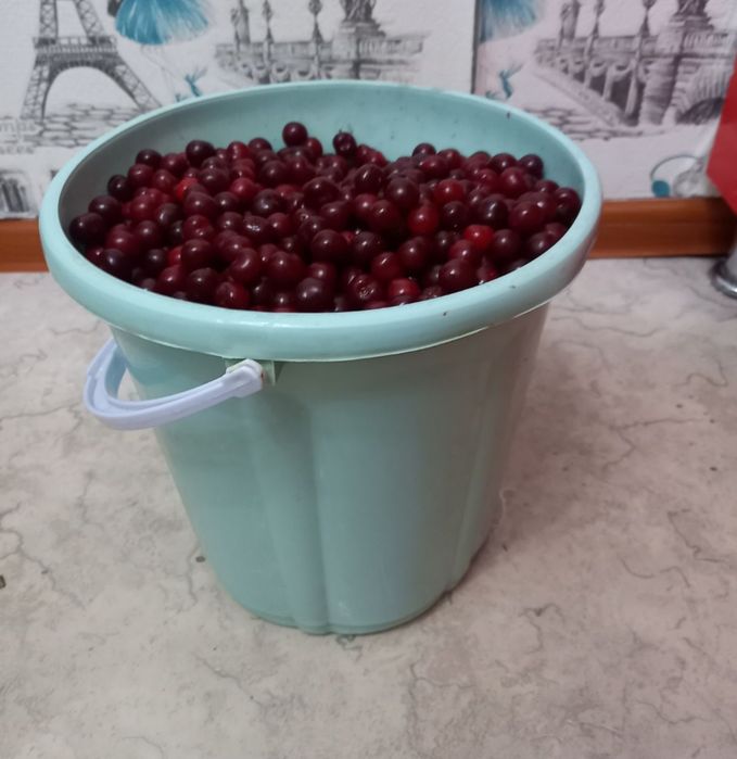 Продам садовую вишню