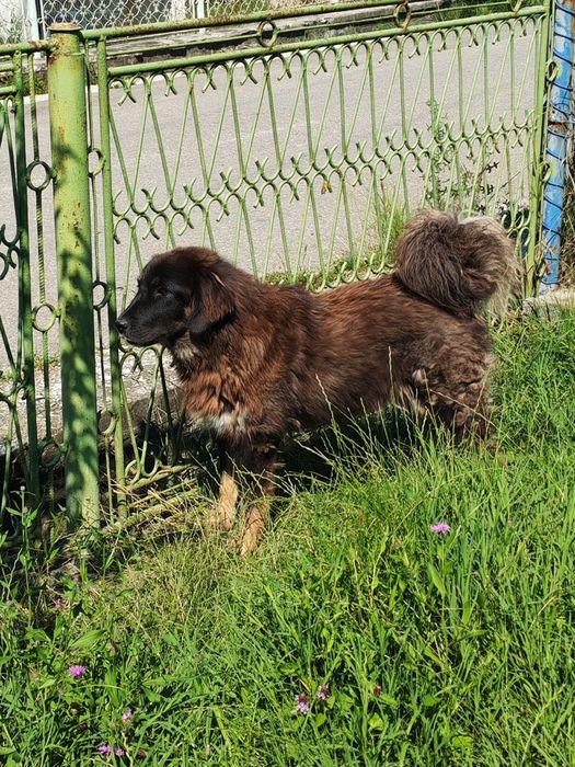 Mastiff Tibetan femelă