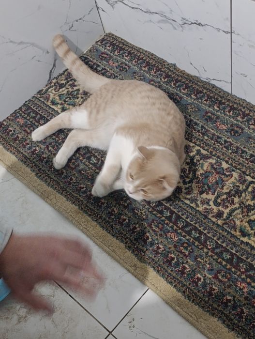 Scottish Fold mushuk sotiladi