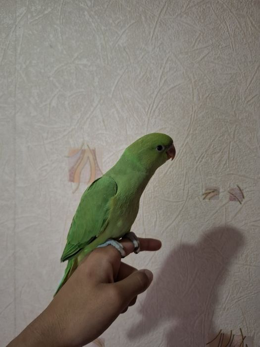 Ajerella ruchnoy sotiladi