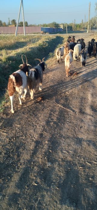 Echkilar sotiladi kafolati bilan