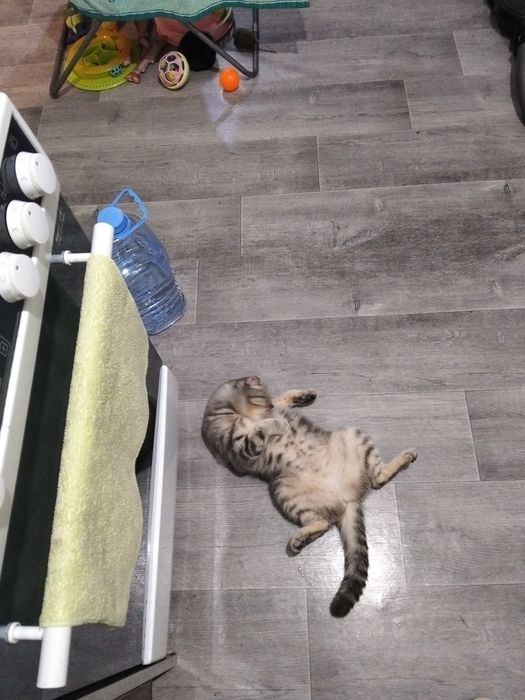 Передержка кошек