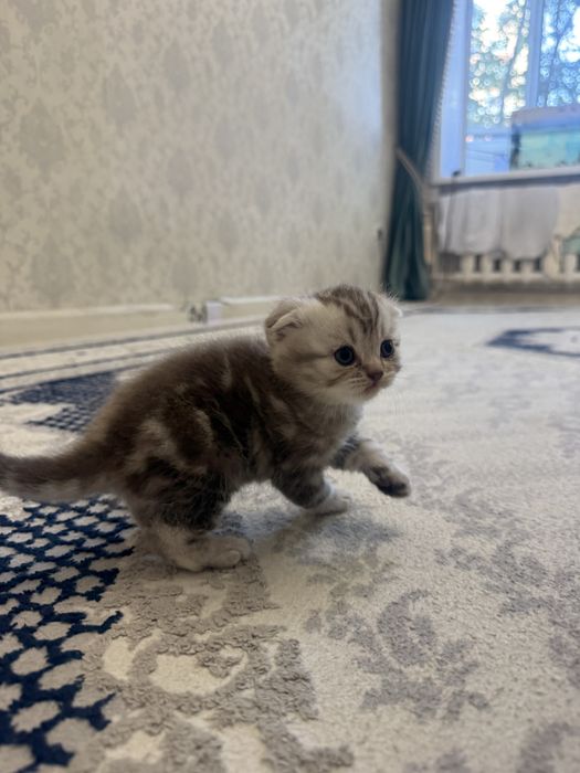 Продам шотладских котят