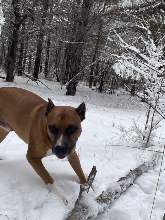 Стафорд для Вязки