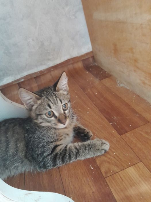 Отдам котёнка в добрые руки