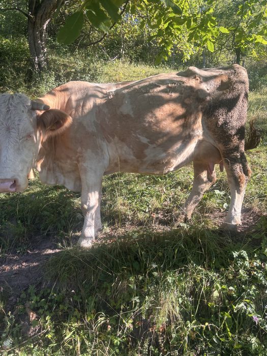 Vand vaca cu vitel !