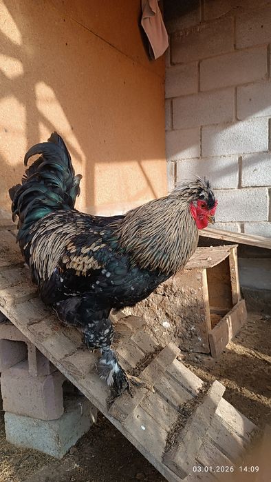 Продам петуха 6 мес