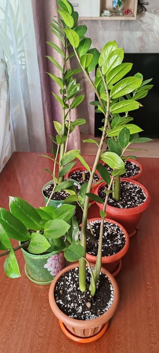 Продам недорого.