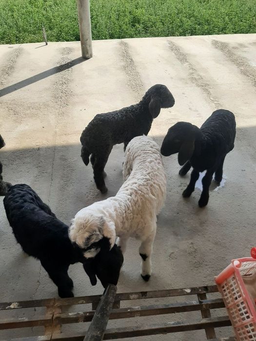 Sutli quzilar sotilad 4-5 kunlik