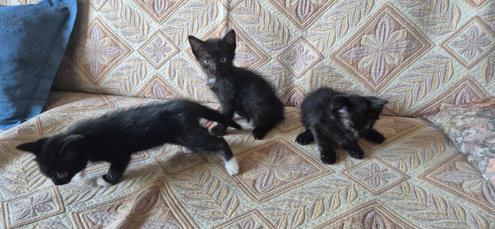 Чёрные котята в добрые руки