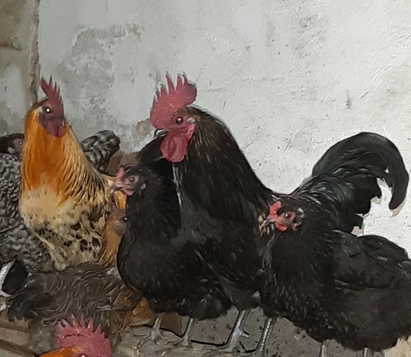 Петухи лакеданзи