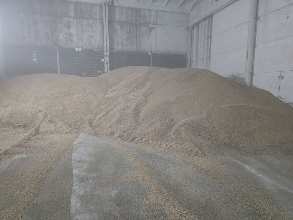 Продам пшеницу кормовую