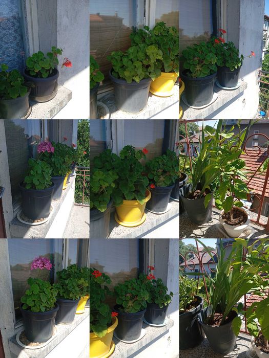 Цветя за дома и телевизор