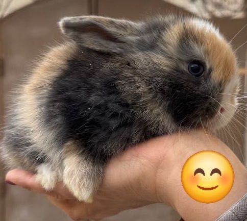 Продам Кроликов породы Минилоп Сплит/Минелоп Сплит қуёнчалар