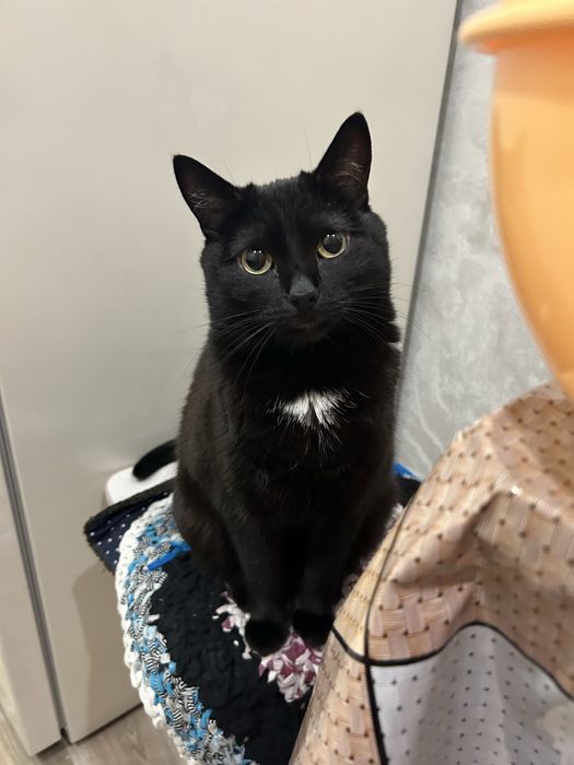 Пропала черная кошка