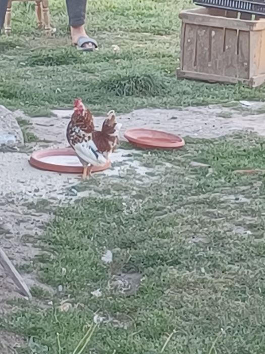 Vând cocoș pitic