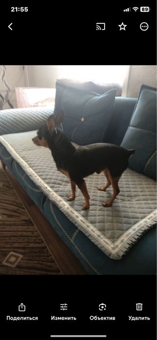 Той терьер ищет невесту