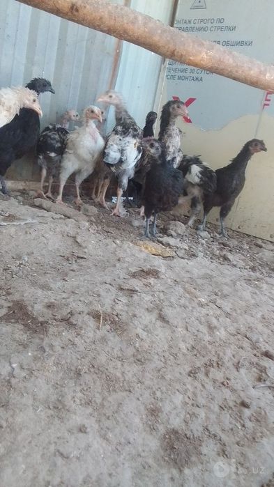 Tayyor jujalar sotiladi