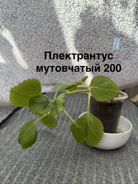 Комнатные цветы от 200 тенге