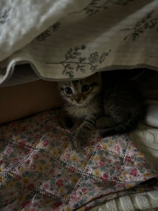 Кошку в добрые руки