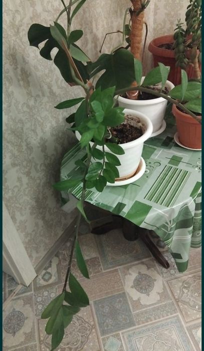 Продаю долларовое дерево