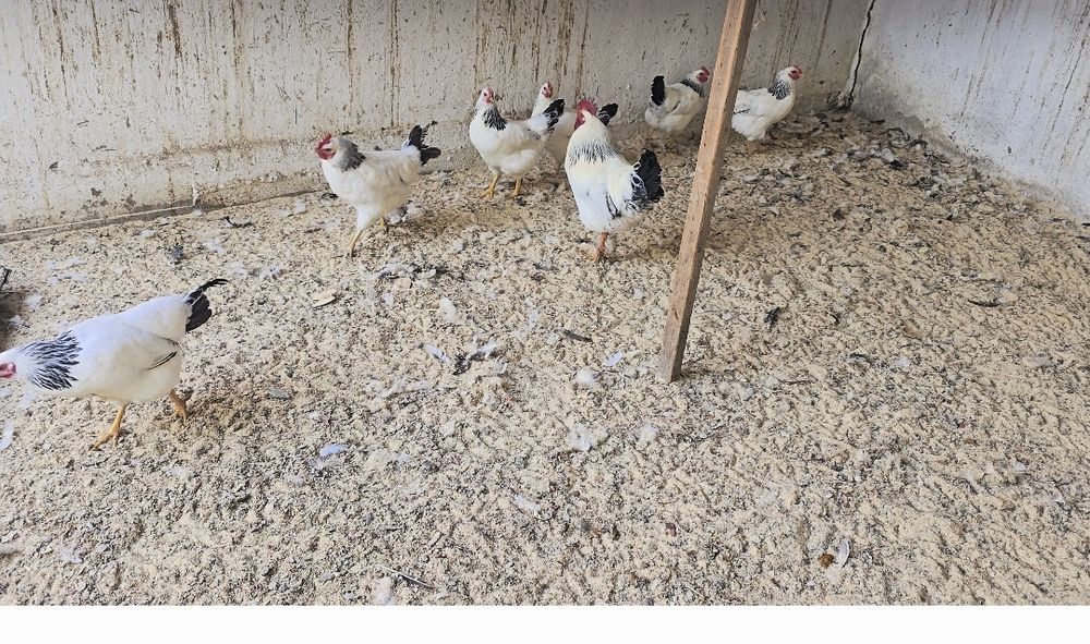 Адлер тауықтары сатылады