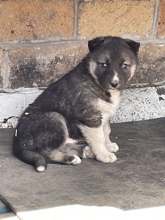 Дарим щенят