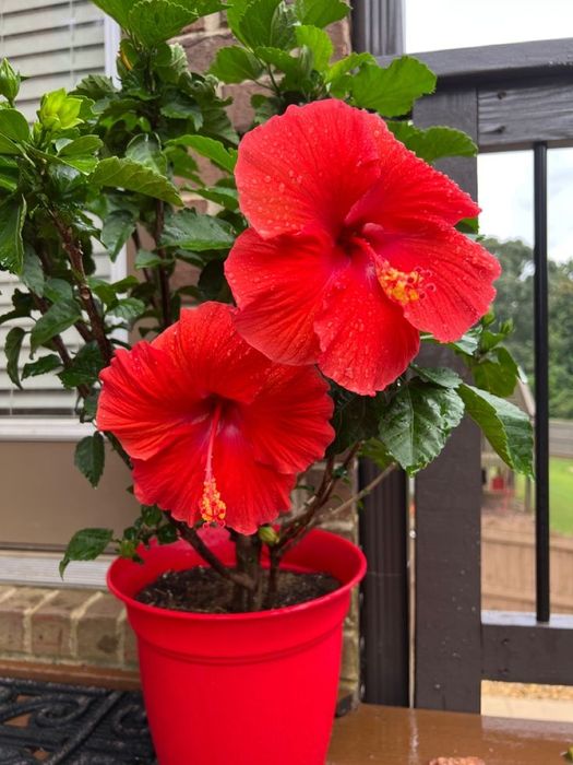 Гибискус алый продажа