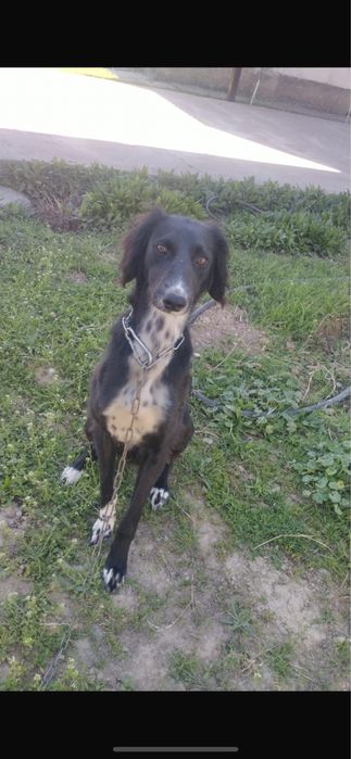 Продам щенка тазы