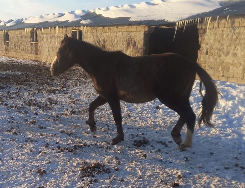 Продам двоих за 800 тыс